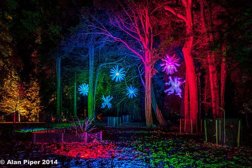 Westonbirt Tree Lights (PapaPiper)